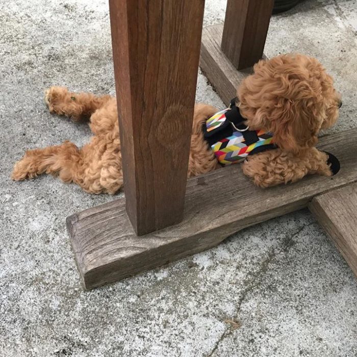 Cockapoo puppy relaxing