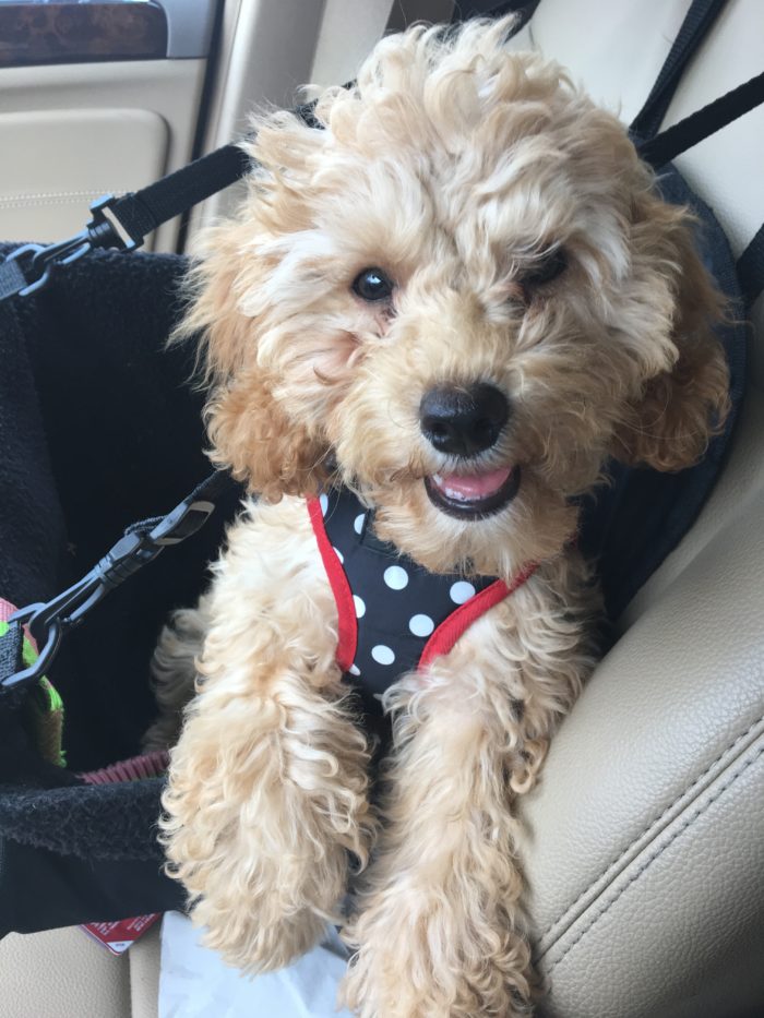 Puppy riding in car seat
