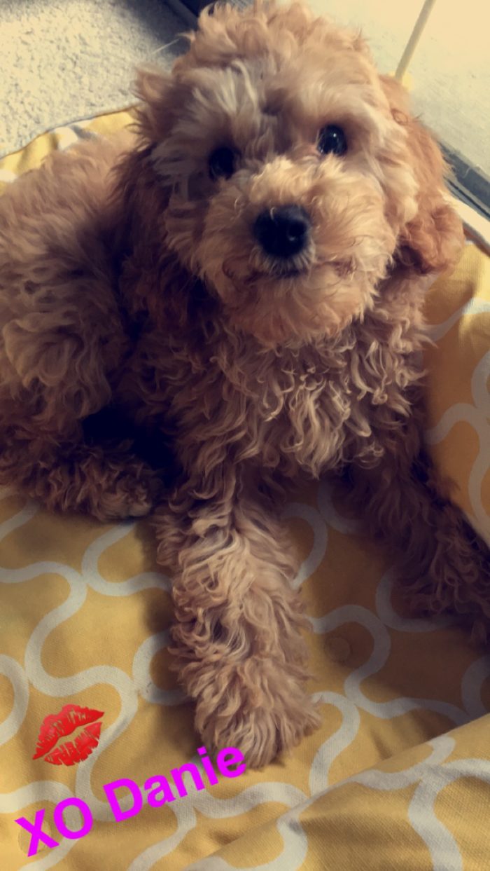 Adorable Cockapoo puppy 3 months